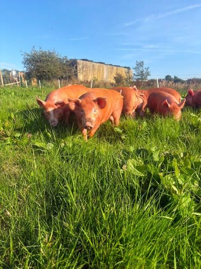 Tamworth weaners