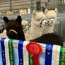 Alpaca's - Ballymac Alpaca Image 5