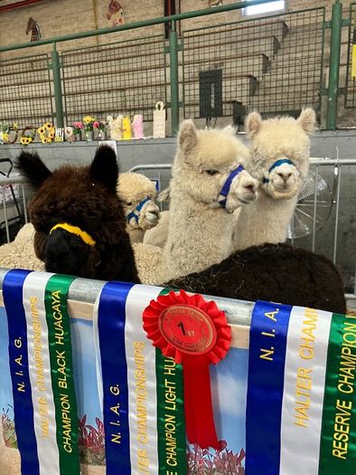 Alpaca's - Ballymac Alpaca