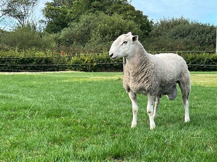 Blue Leicester Hogget