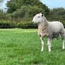 Blue Leicester Hogget Image 3
