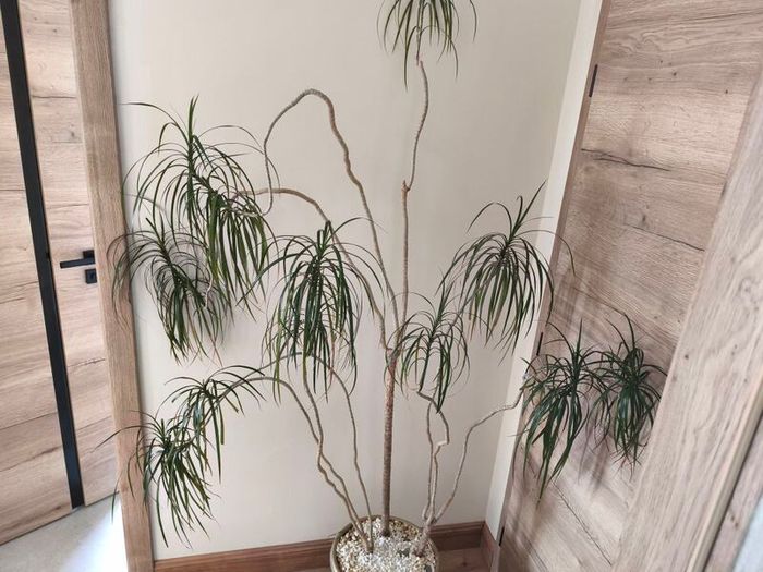 Large  plant fir sale