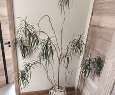 Large  plant fir sale