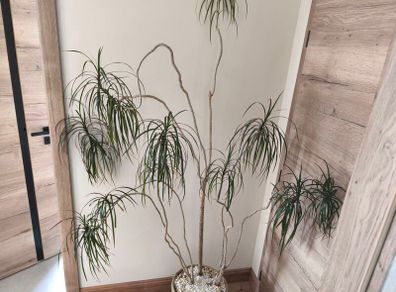 Large  plant fir sale
