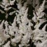 plant Image 4