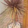 Palm Tree Image 2