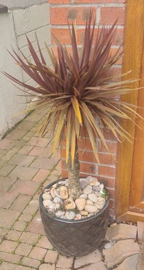 Palm Tree