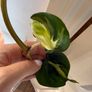 Rare houseplant Philodendron Cream Splash Image 8