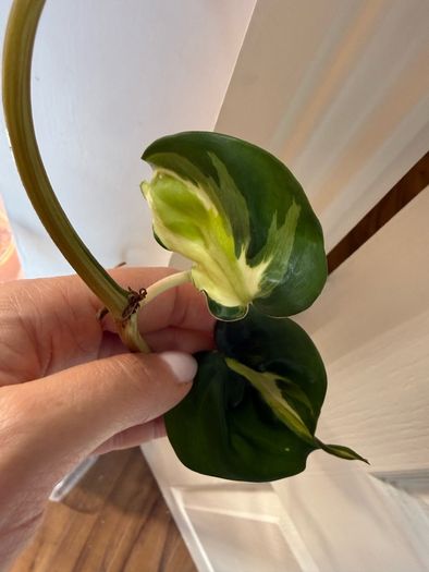 Rare houseplant Philodendron Cream Splash