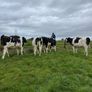In Calf Heifers Image 2