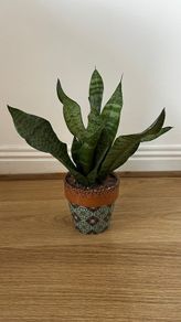 Snake plant, Sansevieria
