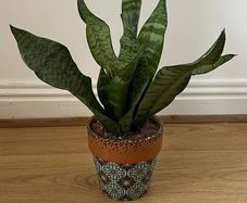 Snake plant, Sansevieria
