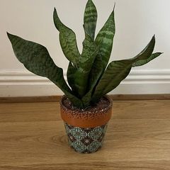 Snake plant, Sansevieria