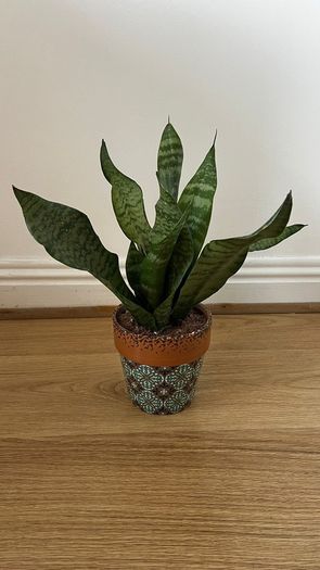 Snake plant, Sansevieria