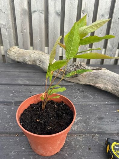 plant
