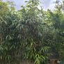 bamboo Image 6