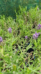 English Lavender