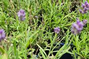 English Lavender
