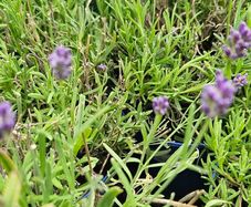 English Lavender