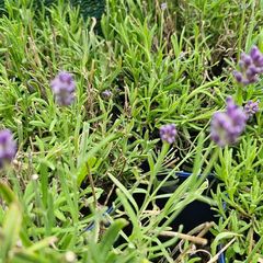 English Lavender