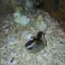 Day old chicks Image 6