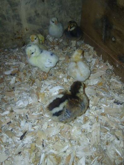 Day old chicks