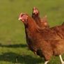 hens Image 5