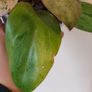 No.2 Philodendron Red Congo Dwarf Image 4