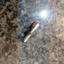 Stealth Head Screw Image 2
