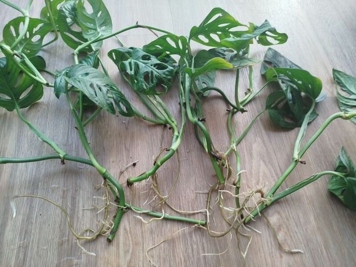 Monsters Adansonii plant