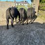 Angus Image 2
