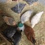 Hens and Roosters Image 5