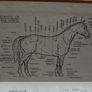 1969 "The Observer's Book of Horses and Ponies" by R.S. Summerhays Image 4