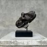 Gorilla Skull - Bronze Image 10