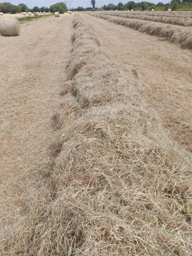Hay