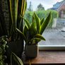 Snake Plant Sanseveria Image 2