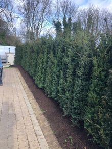 Yew Hedging