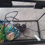fish tank Image 5