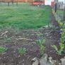 Laurel Hedging Image 9