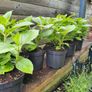 Shrubs and Garden Plants Image 8