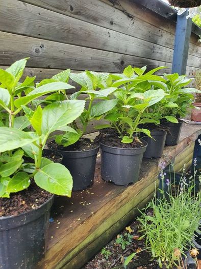 Shrubs and Garden Plants