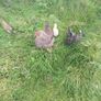 Chicken coop Image 7