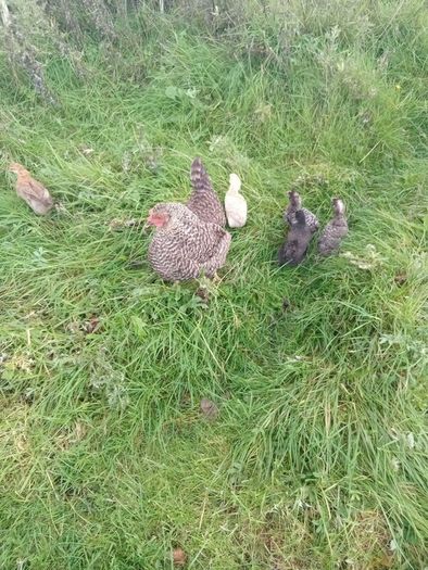 Chicken coop