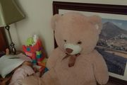 cute soft teddy bear