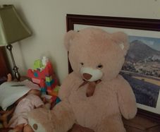 cute soft teddy bear