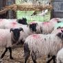 Lambs Image 4