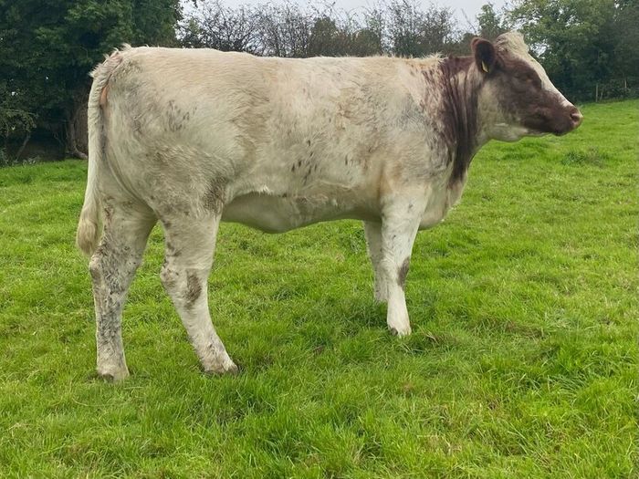 Genotyped Roan Shorthorn In Calf Heifer