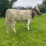 Genotyped Roan Shorthorn In Calf Heifer Image 8
