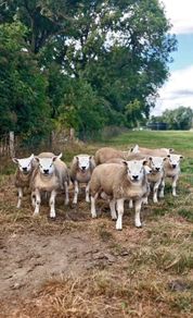 Texel Rams