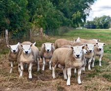 Texel Rams